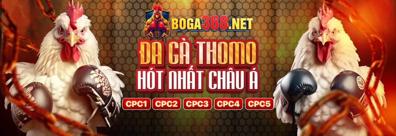 Đấu trường đá gà trực tuyến Kim88